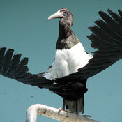 Abdim's Stork
